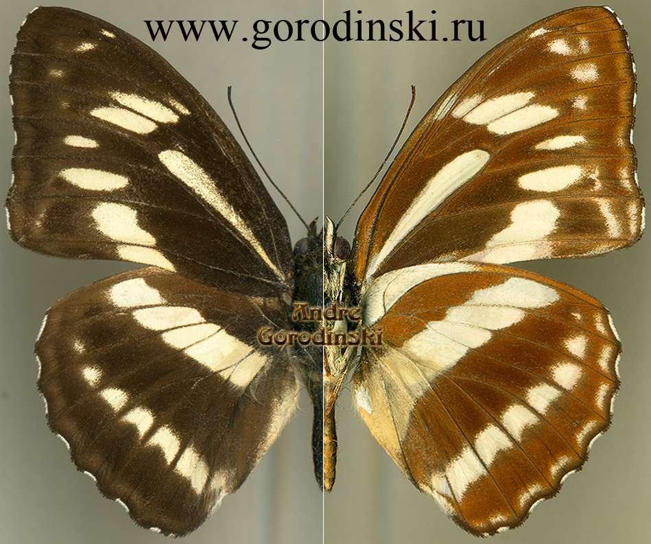 http://www.gorodinski.ru/nymphalidae/Limenitis jina jinoides.jpg